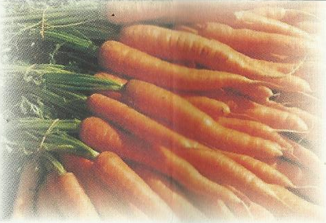 composta di carota